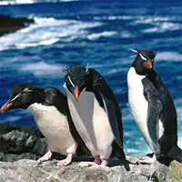 penguins_slide ເກມ